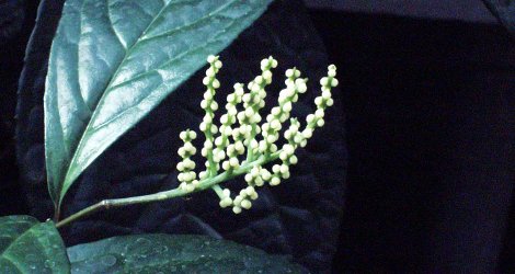 Chloranthus spicatus