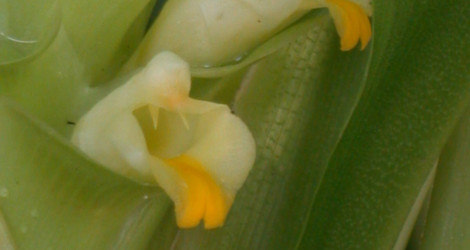 Curcuma viridiflora
