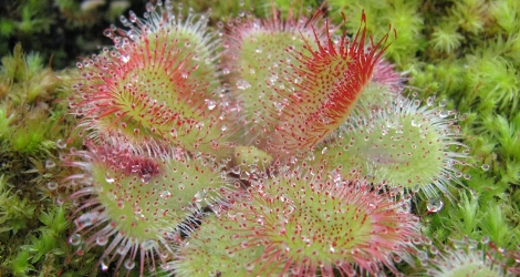 Drosera cuneifolia