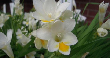 Freesia alba