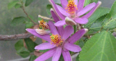 Grewia occidentalis