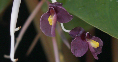 Marantochloa purpurea