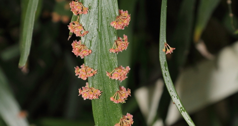 Phyllanthus angustifolius
