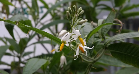 Solanum ensifolium