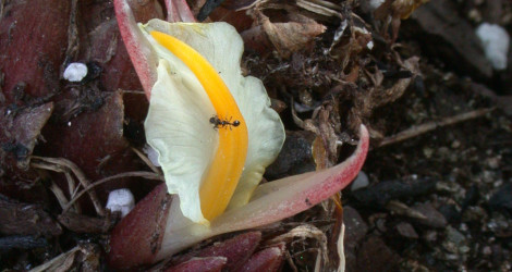 Zingiber roseum